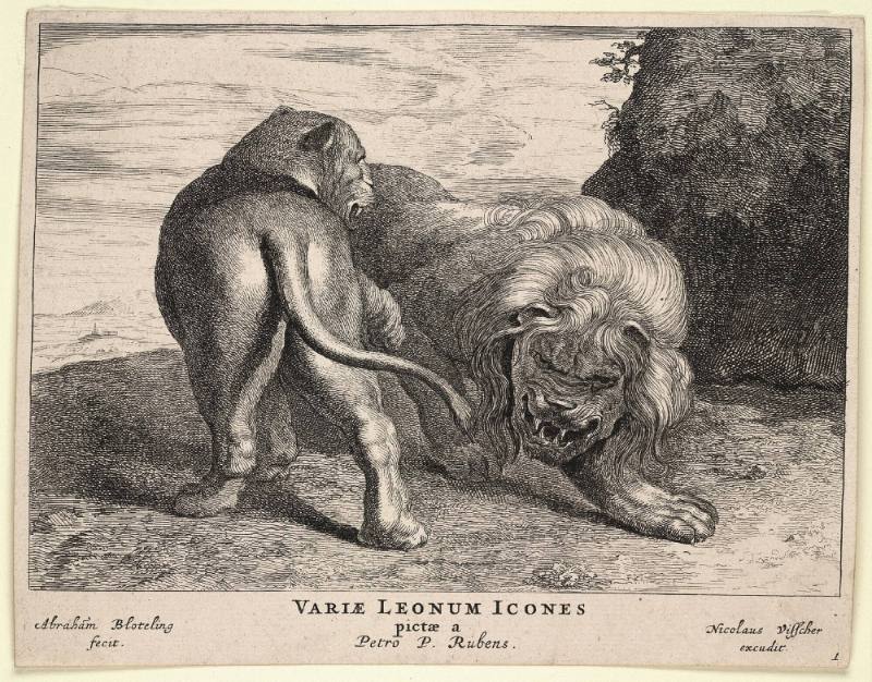 Varea Leonum Icones Pictae a Petro P. Rubens [Set of Four Lions after Peter P. Rubens]
