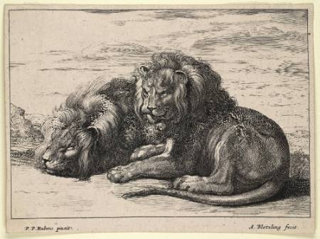 Varea Leonum Icones Pictae a Petro P. Rubens [Set of Four Lions after Peter P. Rubens]