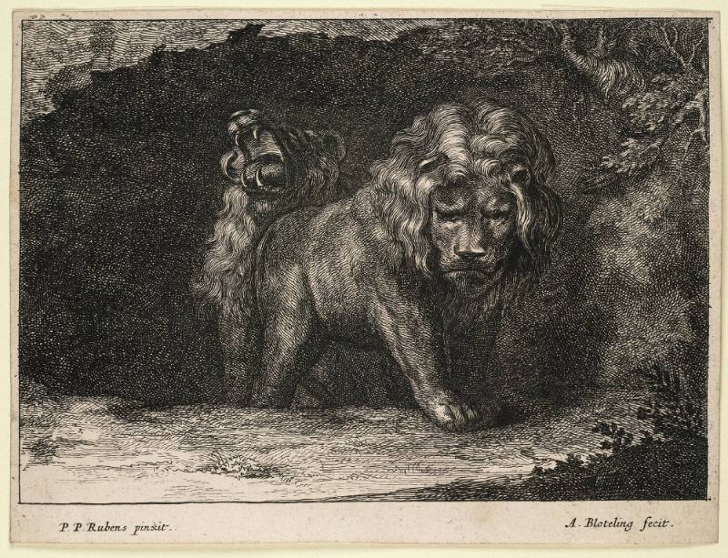 Varea Leonum Icones Pictae a Petro P. Rubens [Set of Four Lions after Peter P. Rubens]