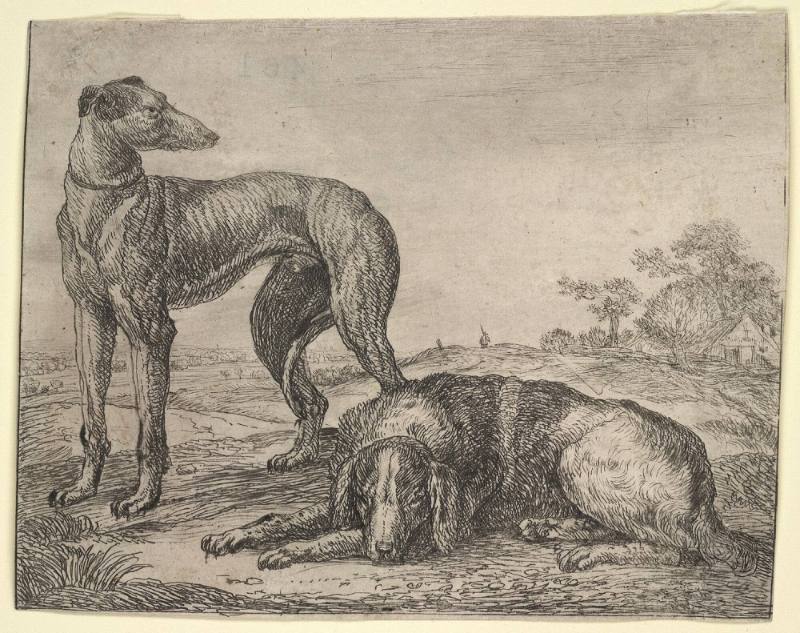 Greyhound and Hunting Dog
