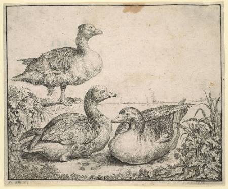Three Geese