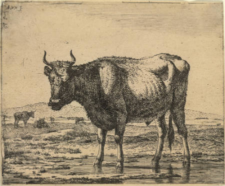 Bull Standing in Water, Plate 6 from Different Animals