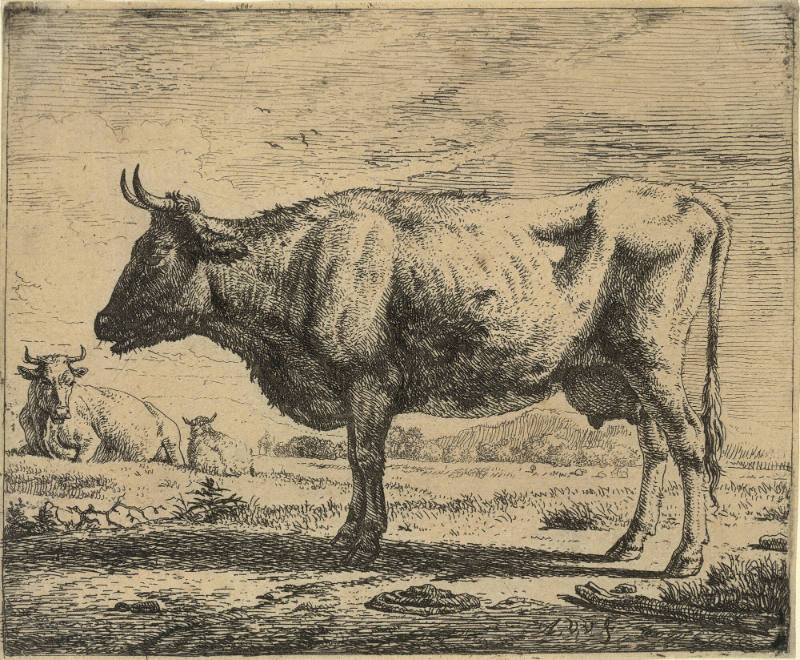 Standing Bull; Plate 3 from Different Animals