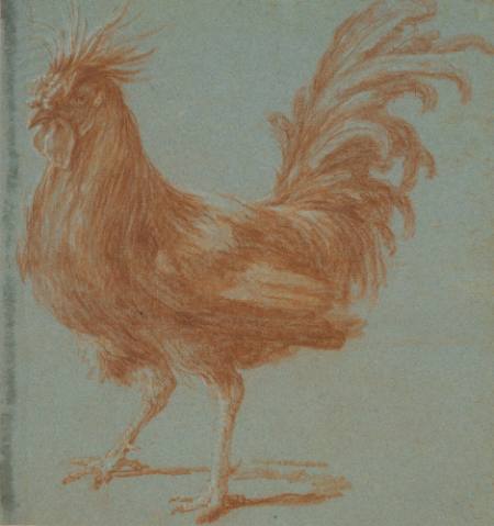 A Rooster