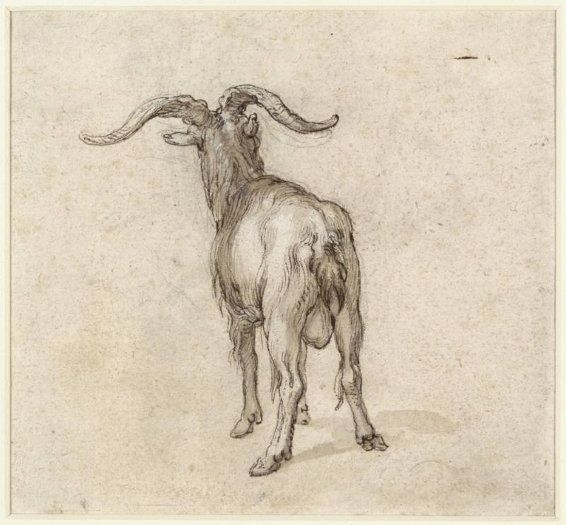 Study of goats