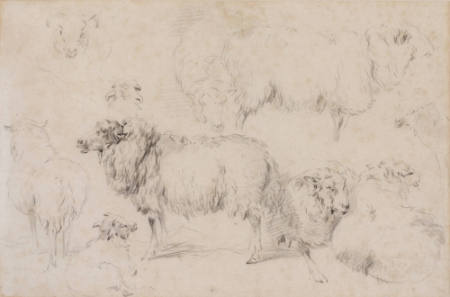 Study of Sheep