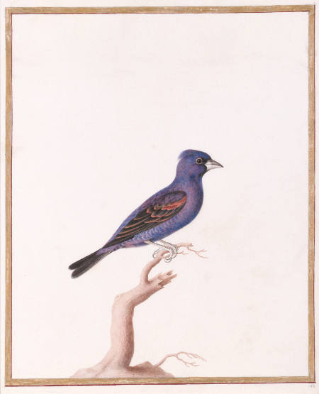 Blue Grosbeak