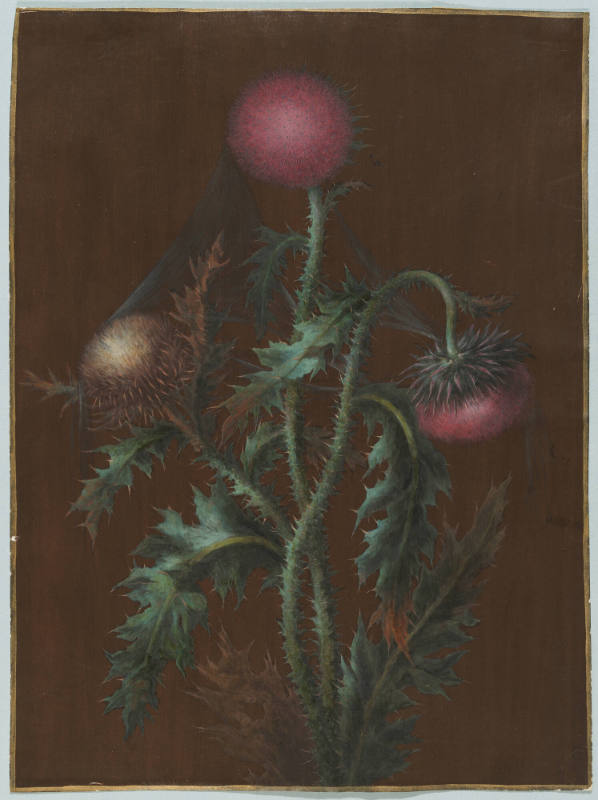 Study of a Nodding Thistle (carduus nutans)