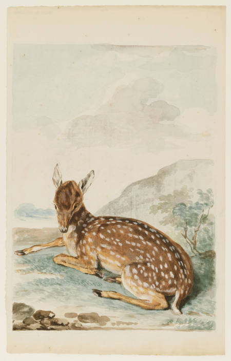 A Fallow Deer Calf