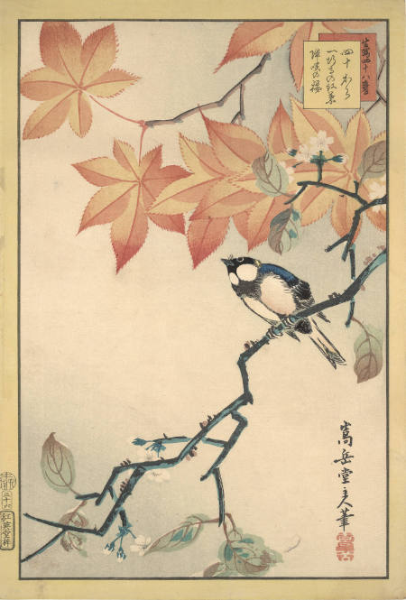 Maple Leaves, Cherry Blossoms and Manchurian Great Tit