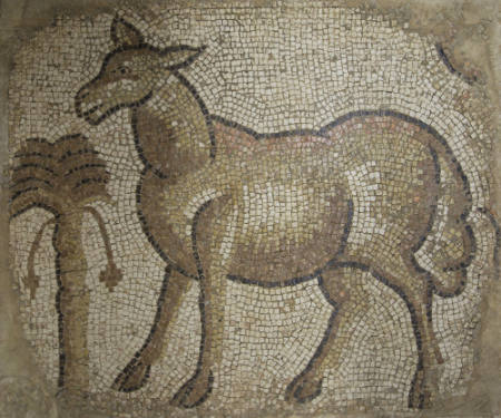 Mouflon (wild sheep)