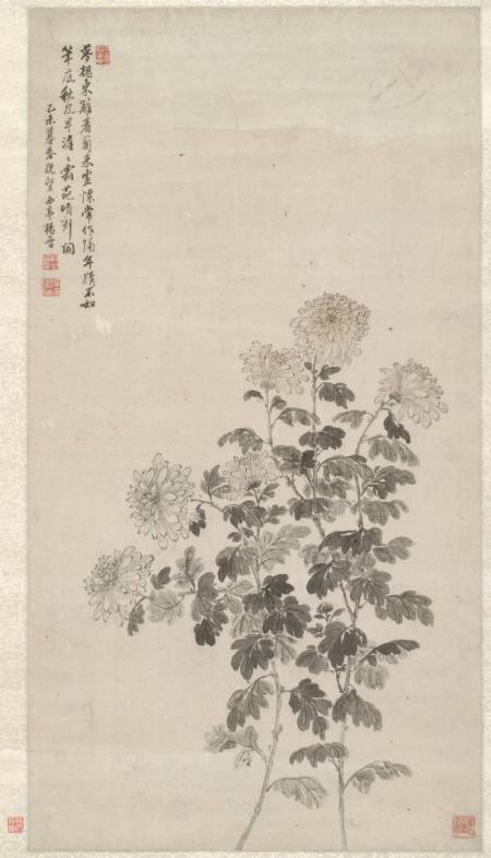 Chrysanthemum