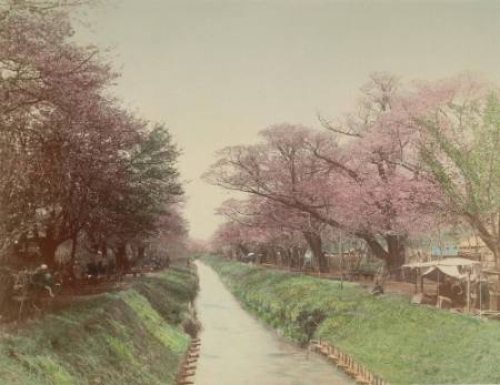 [Cherry blossoms at Konganei]