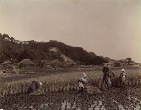 [Harvesting rice]