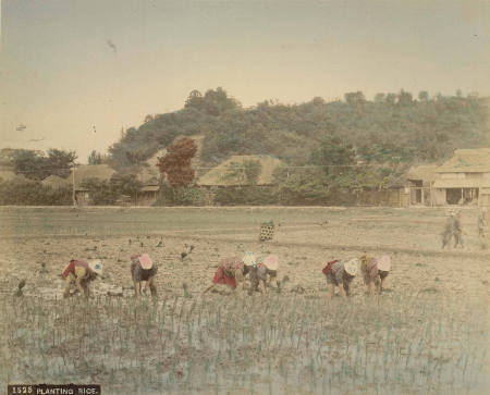 Planting rice