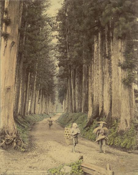 Sugi of Imaichi Nikko