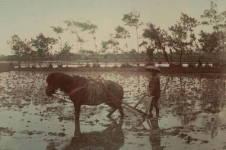 [Ploughing a rice paddy after spring irrigation]