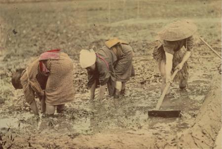 [Rice cultivation]