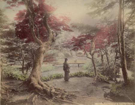 Autumn view of maples, Oji, Tokio