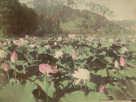 Lotus pond at Kamakura