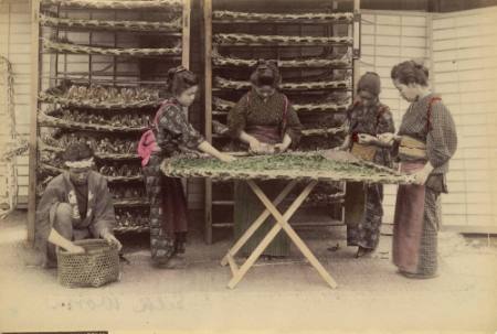 Silk worm workers