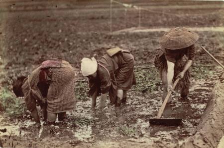 [Cultivating rice]