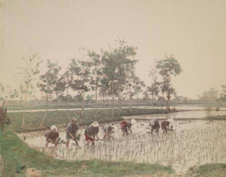 [Planting rice]