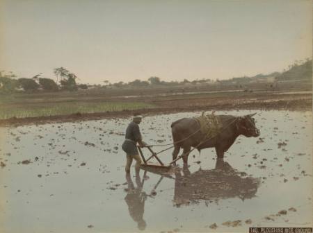 Ploughing rice ground