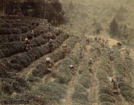 [Tea plantation]