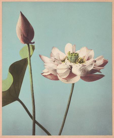 [Lotus flower]