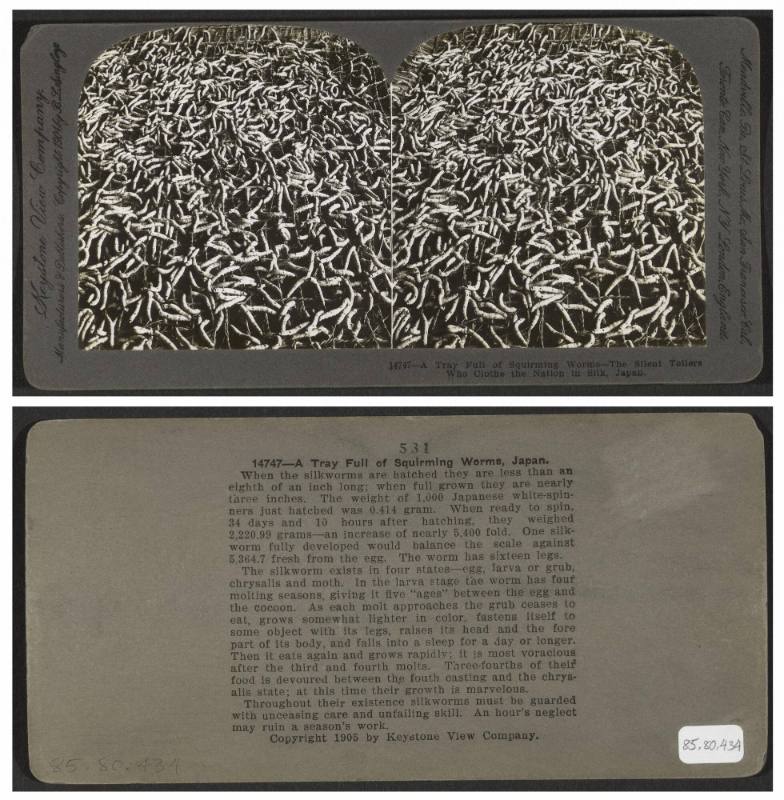 A tray full of squirming worms—The silent toilers who clothe the nation in silk, Japan