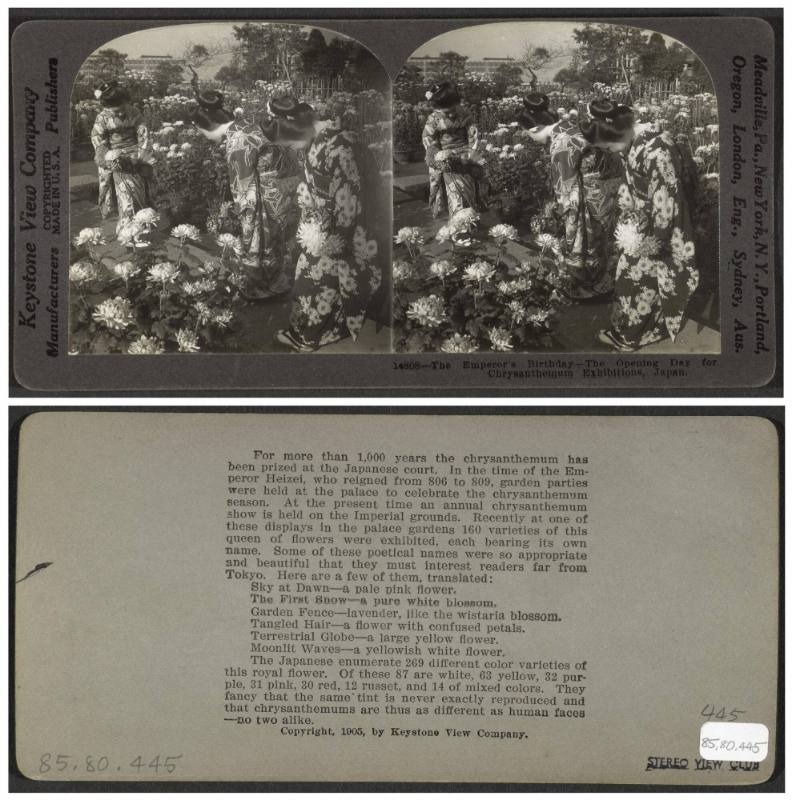 The Emperor's birthday—the opening day for chrysanthemum exhibitions, Japan