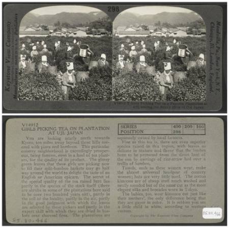 Girls picking tea on a famous plantation at Uji, among the sunny hills of Old Japan