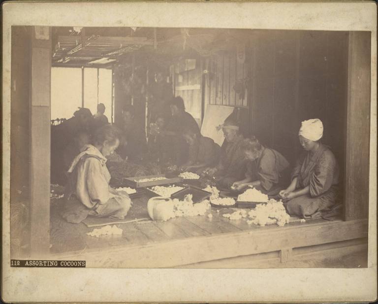 Assorting cocoons