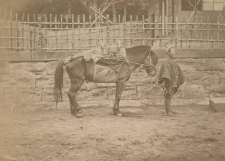 [Man with a horse]