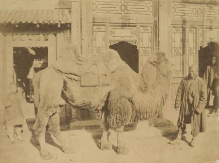 Pekin