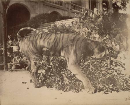 Amoy, Bruce's tiger 'resurrected' by a local photographer