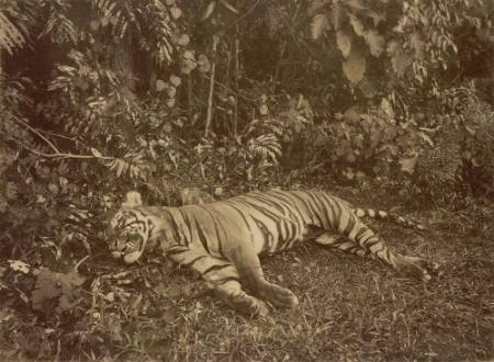 A Malay tiger