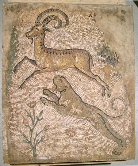 Lioness Attacking an Ibex