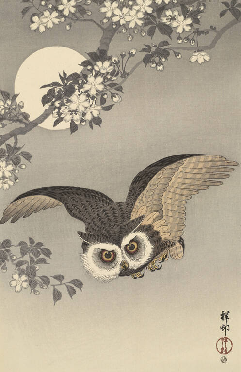 Flying Owl