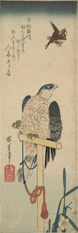 Falcon, Sparrow and Narcissus