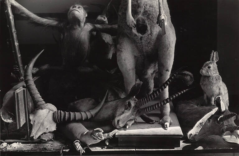 Displaced animals, Stimson Hall