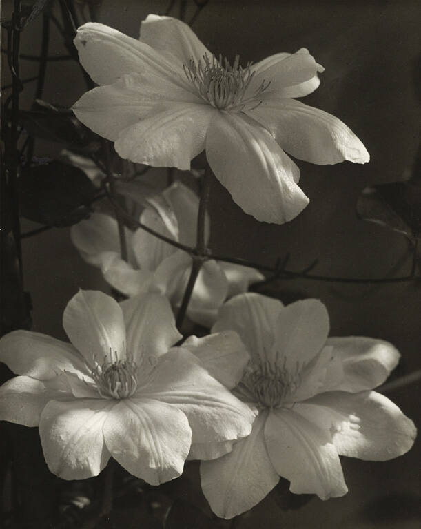 The Three Musketeers