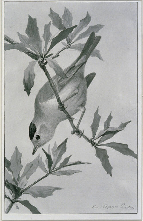 Black Cap Warbler