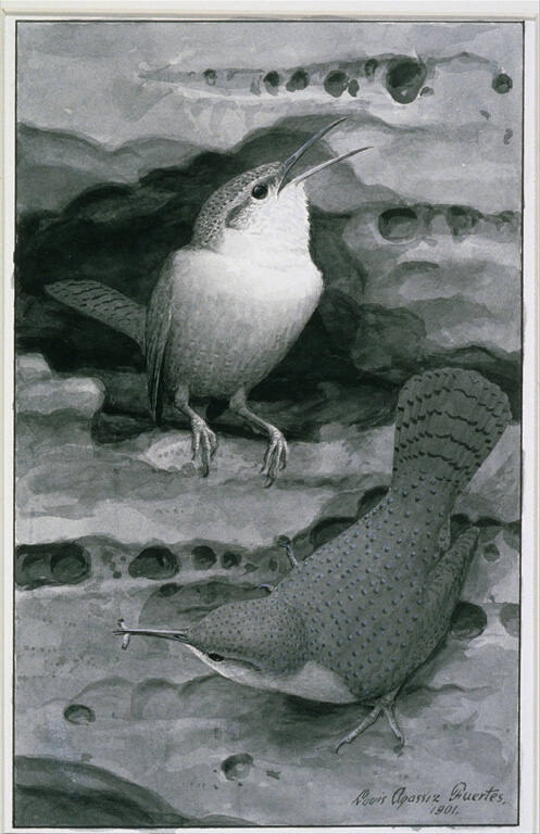 Canyon Wren