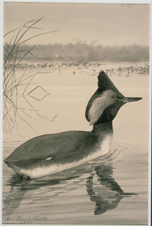 Eared Grebe