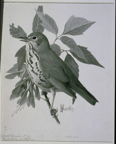 Woodthrush, male
