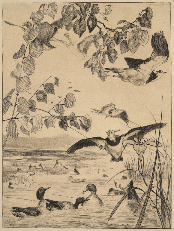 Vanneaux et Sarcelles (Lapwing and Teal)