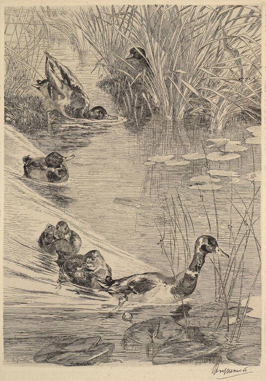 Ébats de Canards (Ducks Frolicking)