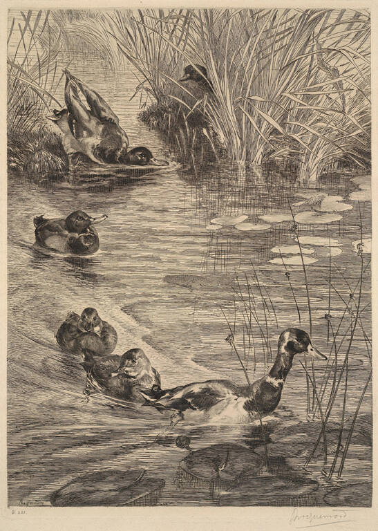 Ébats de Canards (Ducks Frolicking)